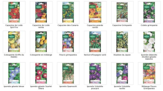 Semences Fleurs Grimpantes